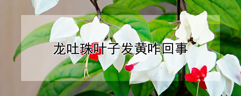 龙吐珠叶子发黄咋回事（龙吐珠花怎么剪枝才能开花）