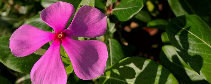 长春花移栽方法（长春花移栽方法和技巧）