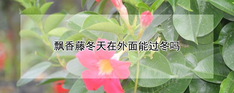 飘香藤冬天在外面能过冬吗（飘香藤冬天在外面能过冬吗可以越冬的花有哪些）