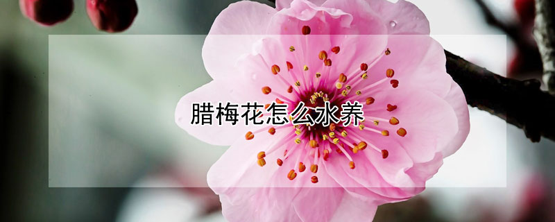 腊梅花怎么水养 腊梅花怎么水养开花