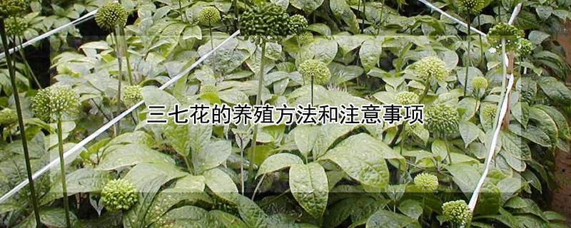 三七花的养殖方法和注意事项（三七花的养殖方法和注意事项）