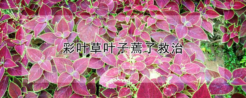 彩叶草叶子蔫了救治 彩叶草叶子蔫了怎么办