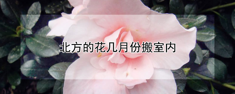 北方的花几月份搬室内 北方的花什么时间搬出室外
