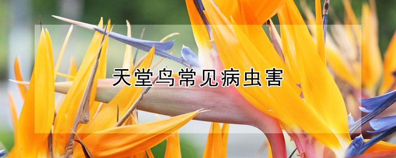 天堂鸟常见病虫害（天堂鸟的病虫害）