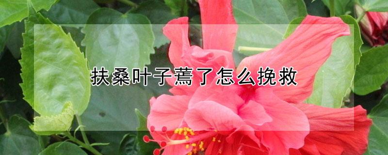 扶桑叶子蔫了怎么挽救 扶桑叶子蔫了怎么挽救视频