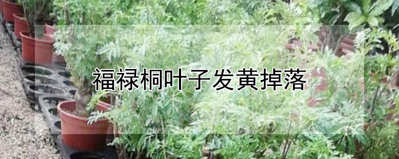 福禄桐叶子发黄掉落（福禄桐叶子发黄掉落还能活吗）