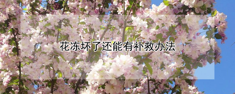 花冻坏了还能有补救办法（花冻坏了还能有补救办法球篮）