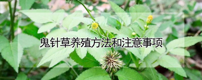 鬼针草养殖方法和注意事项 鬼针草养殖方法和注意事项图片