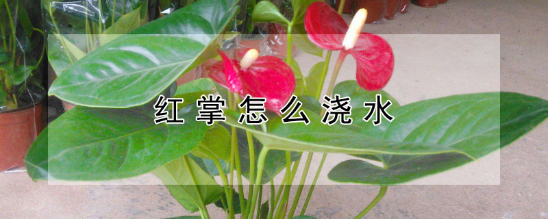 红掌怎么浇水（新栽的红掌怎么浇水）