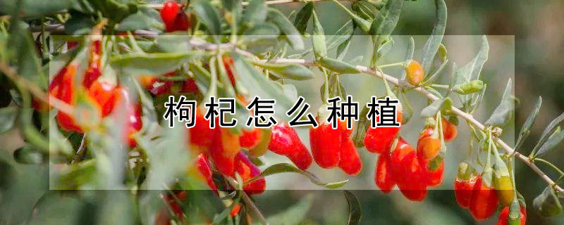 枸杞怎么种植 枸杞怎么种植几年挂果