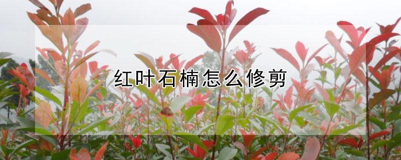 红叶石楠怎么修剪 红叶石楠怎么修剪图