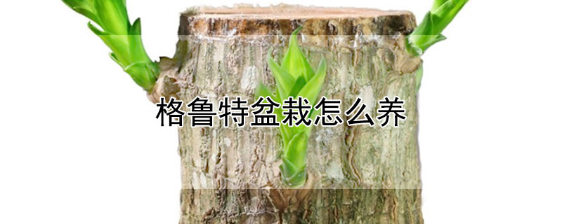 格鲁特盆栽怎么养（格鲁特绿植怎么养）