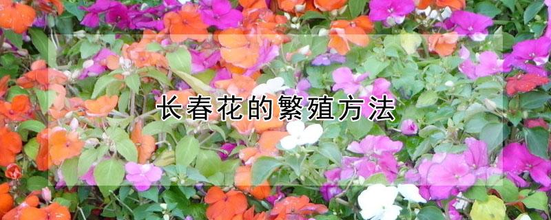 长春花的繁殖方法（长春花扦插方法和时间）