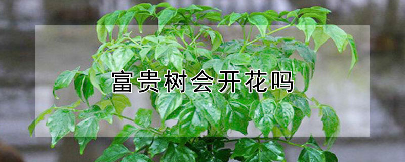富贵树会开花吗（富贵树会开花吗贵树 怎么开花）