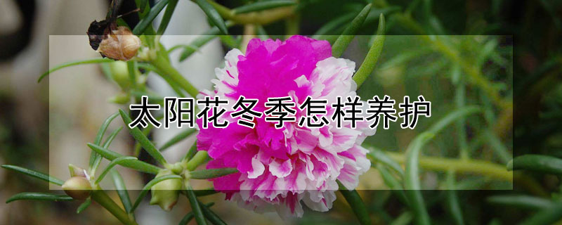 太阳花冬季怎样养护（太阳花冬季怎样养护最好）