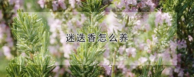 迷迭香怎么养（迷迭香怎么养才能更旺盛）