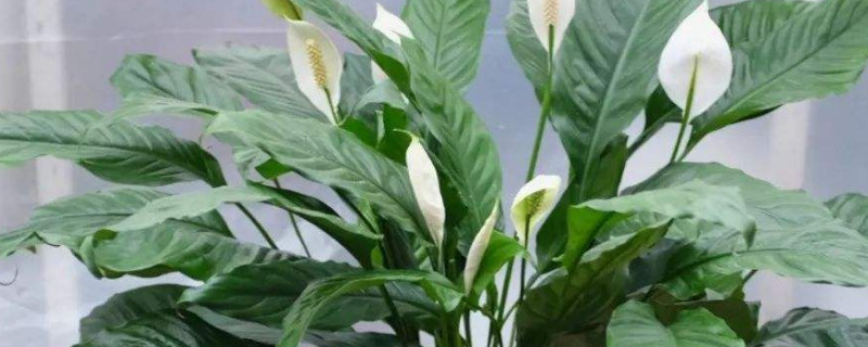 白掌花变黄了怎么办（白掌花变黄了怎么办叶子没事）