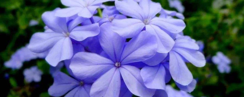 蓝雪花花苞黑了怎么回事 蓝雪花花苞黑了怎么回事啊