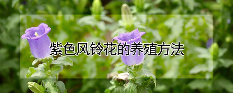 紫色风铃花的养殖方法 紫色风铃花的养殖方法和技术