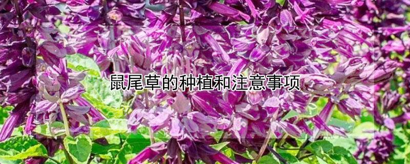 鼠尾草的种植和注意事项 鼠尾草的种植和注意事项鞭尾草