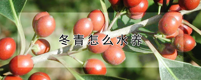 冬青怎么水养 冬青怎么水养才能开花