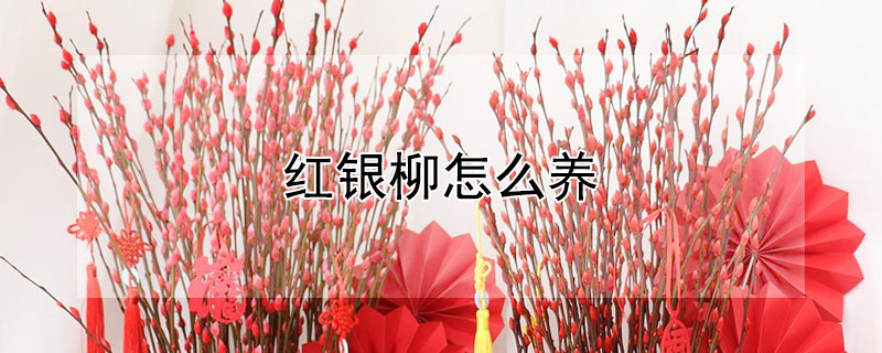 红银柳怎么养（红银柳怎么养殖方法）