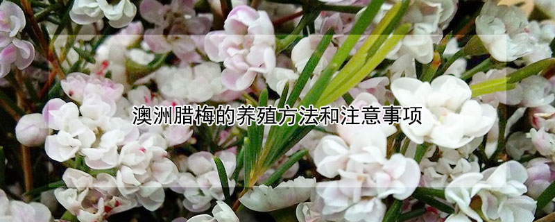 澳洲腊梅的养殖方法和注意事项 澳洲腊梅的养殖方法和注意事项水培