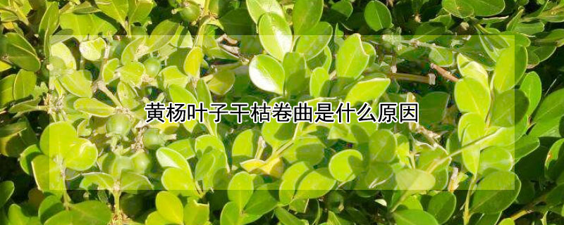 黄杨叶子干枯卷曲是什么原因（黄杨叶子干枯卷曲怎么处理）