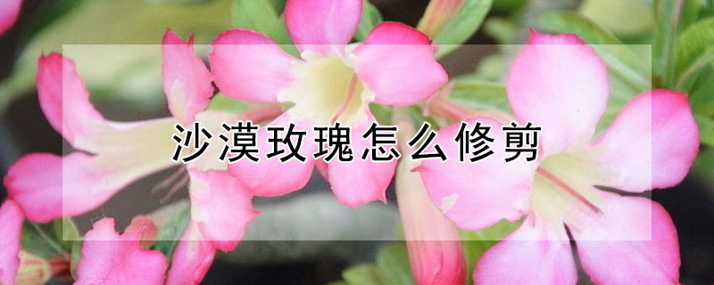 沙漠玫瑰怎么修剪 原生沙漠玫瑰怎么修剪