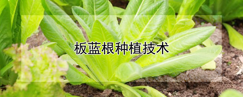 板蓝根种植技术（板蓝根种植技术及亩产量）