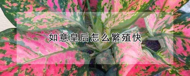 如意皇后怎么繁殖快 如意皇后怎么繁殖快一点