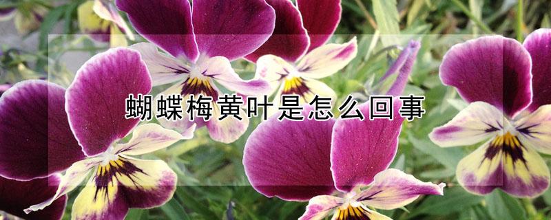 蝴蝶梅黄叶是怎么回事 蝴蝶梅黄叶是怎么回事啊