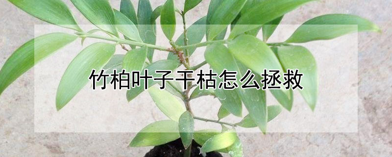 竹柏叶子干枯怎么拯救 竹柏叶子干枯怎么拯救好