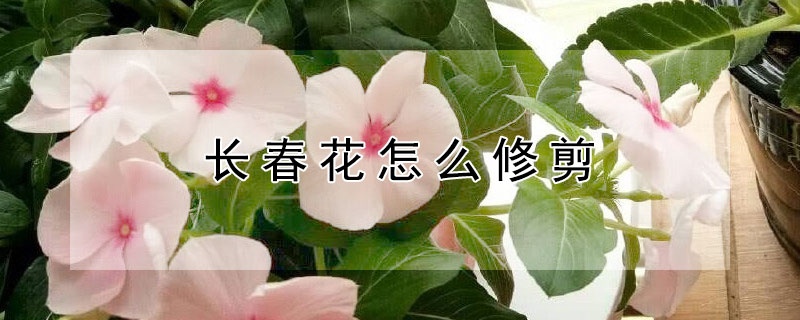 长春花怎么修剪（长春花怎么修剪才能爆盆）