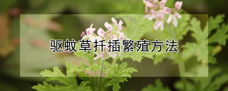 驱蚊草扦插繁殖方法 驱蚊草扦插繁殖方法图解