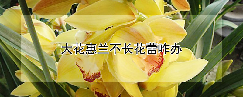 大花惠兰不长花蕾咋办（大花蕙兰不开花是什么原因?）