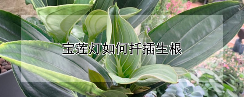 宝莲灯如何扦插生根（宝莲灯花扦插枝条从哪剪）