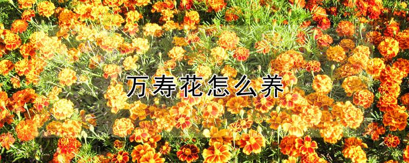 万寿花怎么养（万寿花栽培与养护）