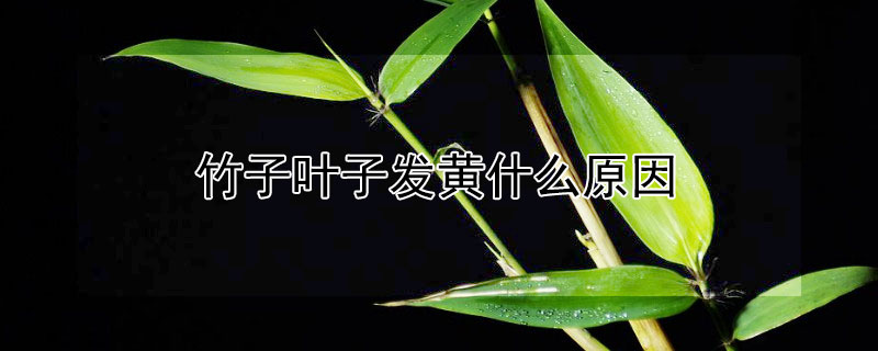 竹子叶子发黄什么原因（竹子叶子发黄什么原因,怎样解决）