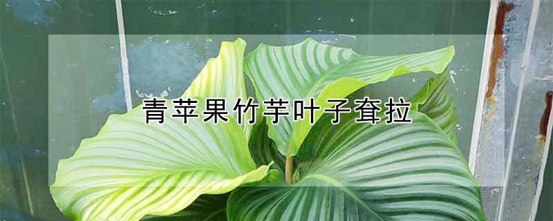 青苹果竹芋叶子耷拉 青苹果竹芋叶子耷拉怎么回事