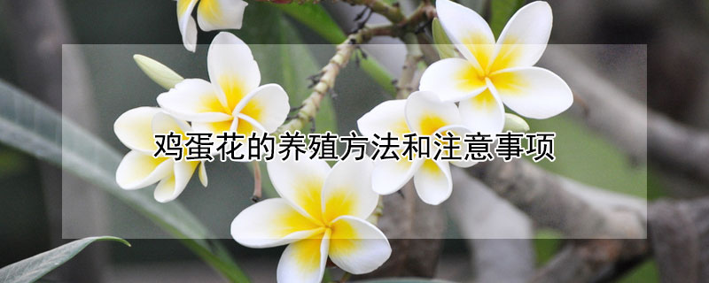 鸡蛋花的养殖方法和注意事项 鸡蛋花的养殖方法和注意事项视频