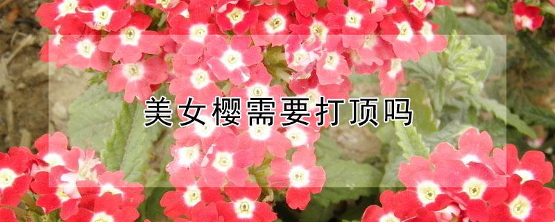 美女樱需要打顶吗（细叶美女樱需要打顶吗）