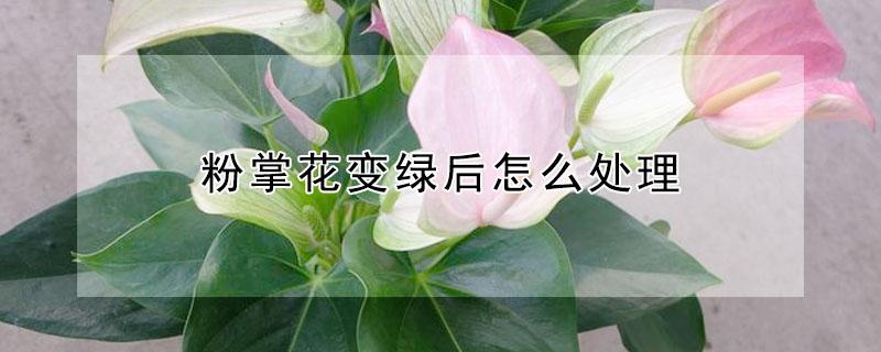 粉掌花变绿后怎么处理（粉掌花变绿后怎么处理好看）