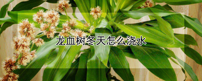 龙血树冬天怎么浇水 龙血树冬天浇水也要浇透吗