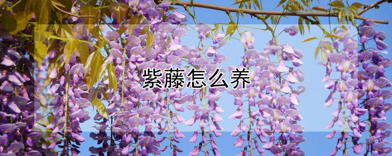 紫藤怎么养 紫藤怎么养才能开花多