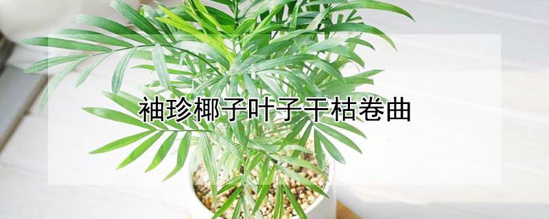 袖珍椰子叶子干枯卷曲 袖珍椰子叶子发干发皱