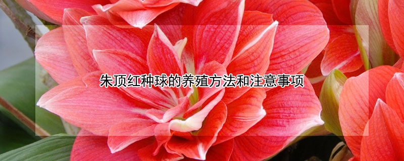 朱顶红种球的养殖方法和注意事项（朱顶红 种球）