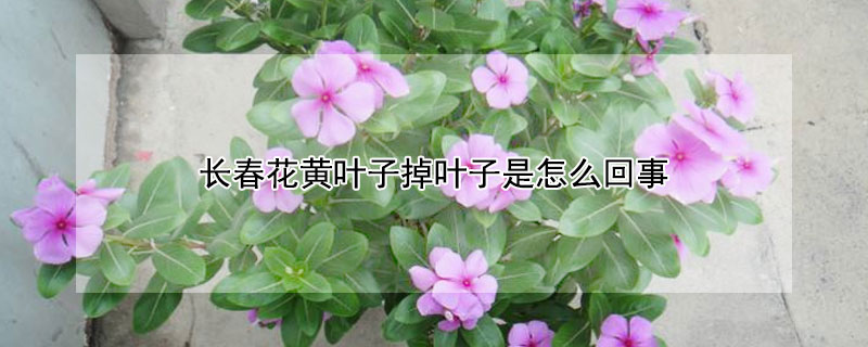 长春花黄叶子掉叶子是怎么回事（长春花为什么叫夺命花）