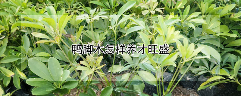 鸭脚木怎样养才旺盛（鸭脚木应该怎么养）