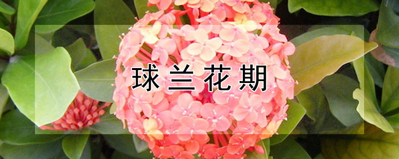 球兰花期 球兰花期多长时间